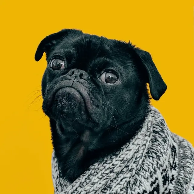 dogge-dog